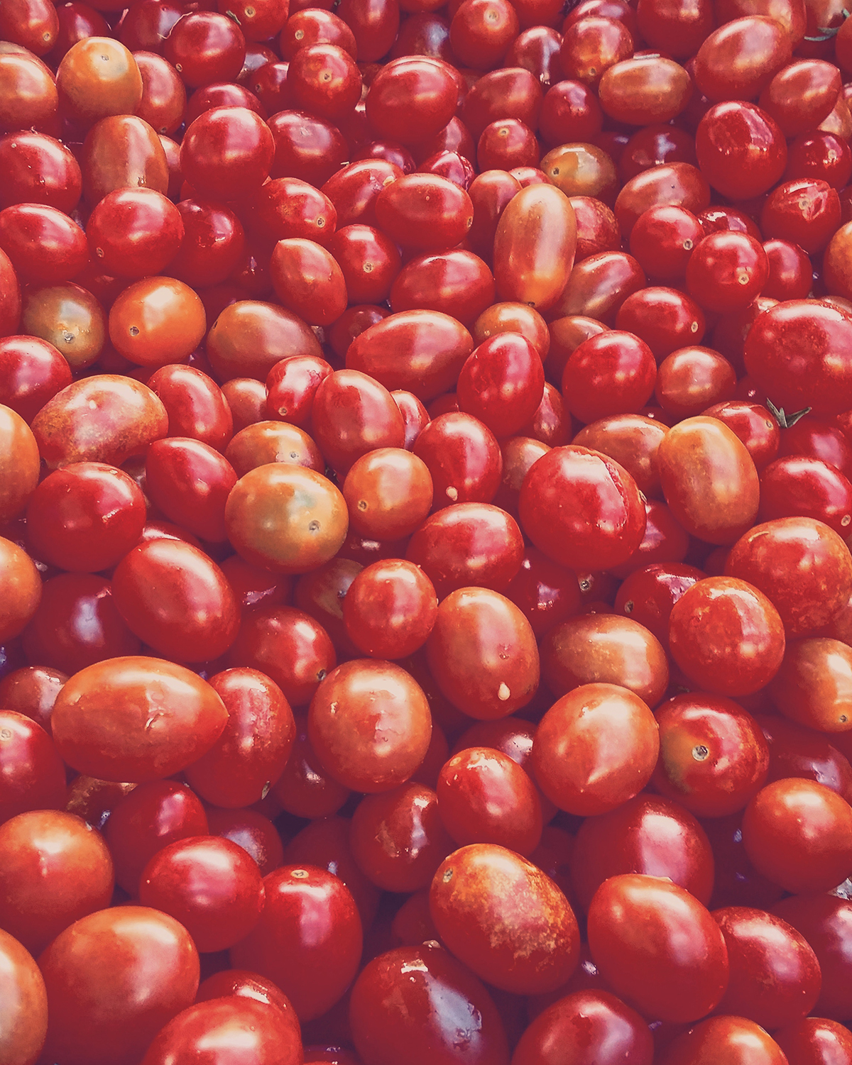 muitos tomates cerejas